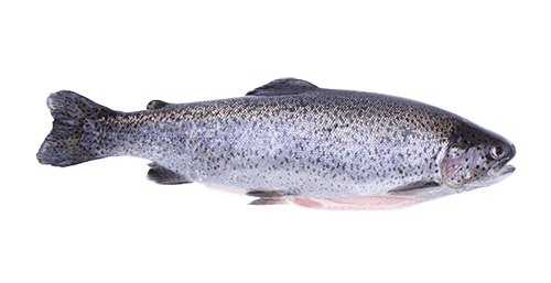 Zalmforel