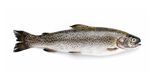 Forel